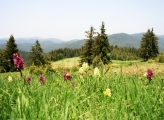Forest Bulgaria